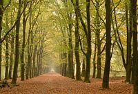 Wandelpad in het bos met perspectief van rij herfst bomen
