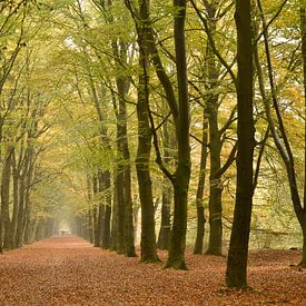 Wandelpad in het bos met perspectief van rij herfst bomen van Trinet Uzun
