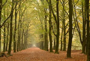 Wanderweg im Wald mit Perspektive auf die Herbstbaumreihe