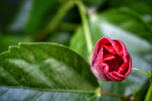 Bougainvillea, klaar om uit te vouwen