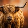 Schottischer Hochlandrind in warmen Herbsttönen von But First Framing