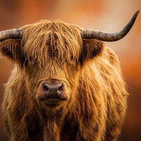 Schottischer Hochlandrind in warmen Herbsttönen von But First Framing