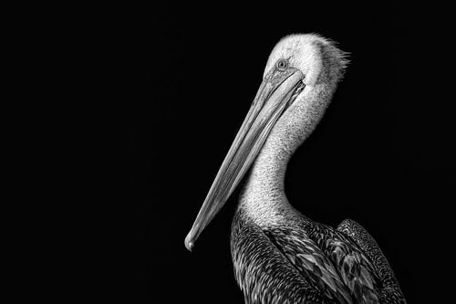 Zwart wit foto van Pelikaan tegen een zwarte achtergrond. Wout Kok One2expose