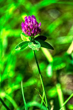 Meadow Clover van Michael Nägele