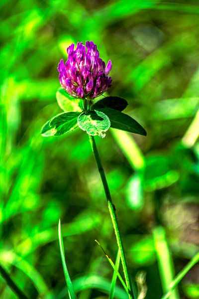 Meadow Clover van Photoart-Naegele