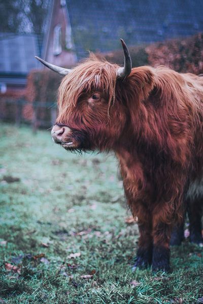The Scot by WILBERT HEIJKOOP photography