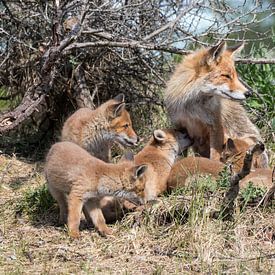 Fox family by As Janson
