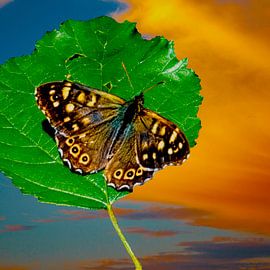 Vlinder van Lucas De Beleyr