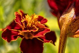 Tagetes rencontre capucine sur Holger Felix