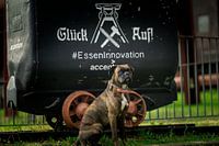 The dog life can be hard