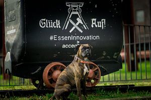Das Hundeleben kann schon hart sein