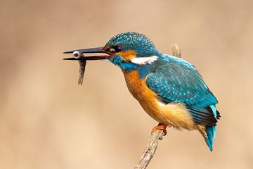 IJsvogel met vis van Dennis Eckert