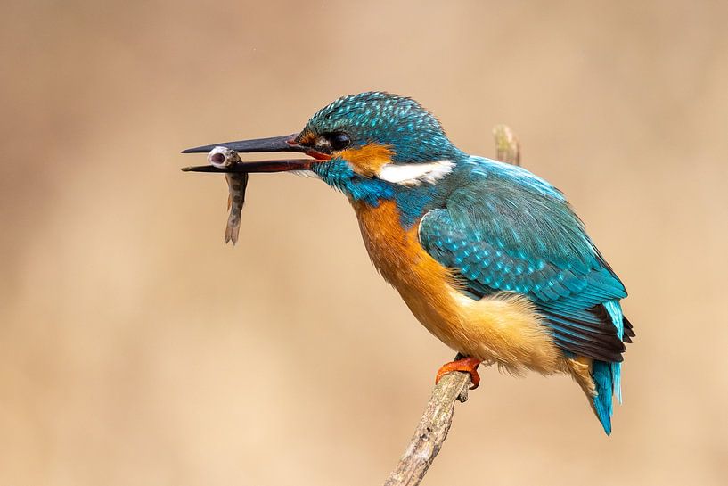 IJsvogel met vis van Dennis Eckert
