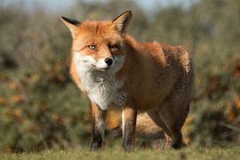 Vos  by Hilde van den Berg