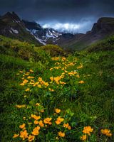 ATMOSPHERIC FLOWERS