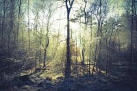 Mystiek bos. 