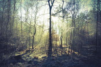 Mystiek bos. 