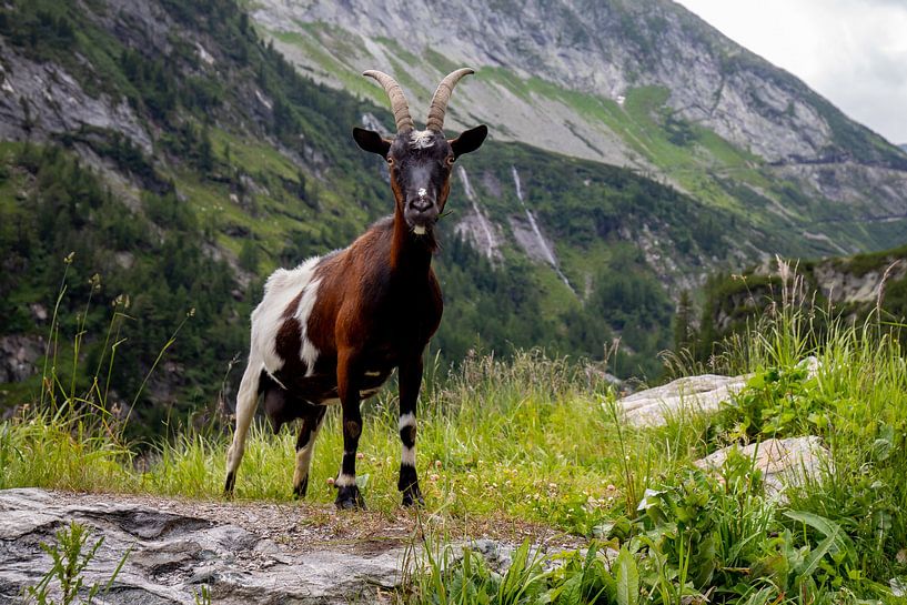 Geit in de Alpen van Markus Weber