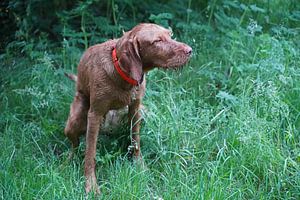 Im Wald mit einem braunen Magyar Vizsla Drahthaar Hund .