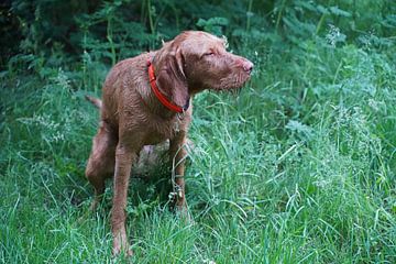 In het bos met een bruine Magyar Vizsla ruwharige hond. van Babetts Bildergalerie