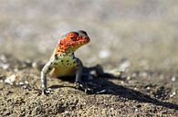 Lizard by Antwan Janssen thumbnail