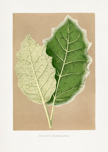 Illustratie van een groen blad van Solanum marginatum