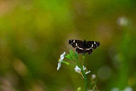 Butterfly by Silvia Rikmanspoel