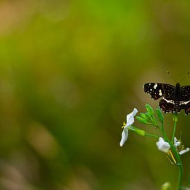 Schmetterling von Silvia Rikmanspoel