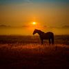 horse luck by Alexander Schulz