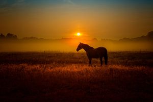 chance des chevaux