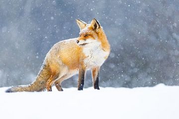renard roux dans la neige sur Pim Leijen