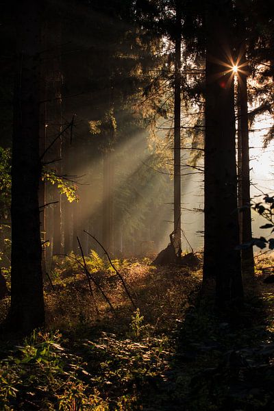 Zonneharp sprookje Lage Vuursche van Remco Bosshard