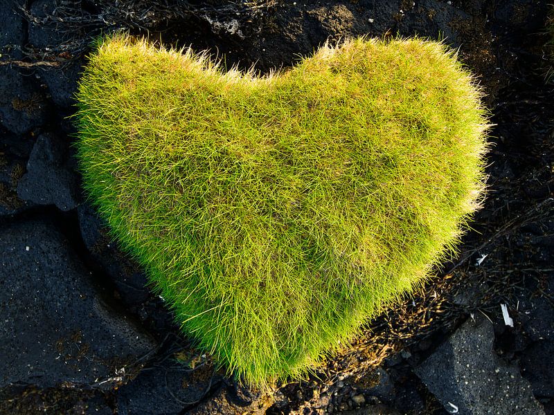 Heart of grass by Denis Feiner