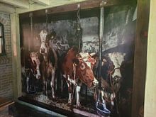 Klantfoto: Koeien in oude koeienstal van Inge Jansen, als naadloos behang