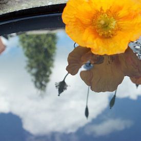 bloem weerspiegeld in water sur Margriet's fotografie