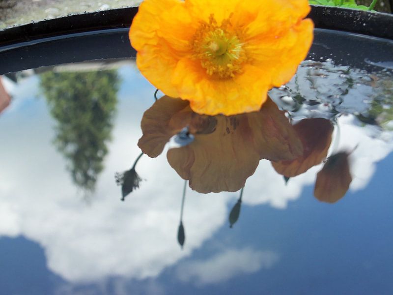 bloem weerspiegeld in water par Margriet's fotografie