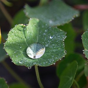 Regendruppel op blad