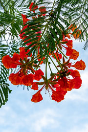 The Flamboyant’s tropical flowers – Exotic botanical art by Natalia Gebauer Studio