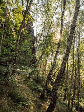 Lampertstein, Saksisch Zwitserland - Berkenbos bij Lampertshorn van Pixelwerk