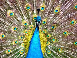 Pfau von Photo Art SD