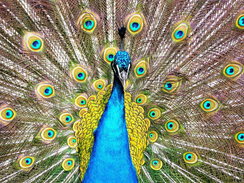 Blue peacock by Photo Art SD