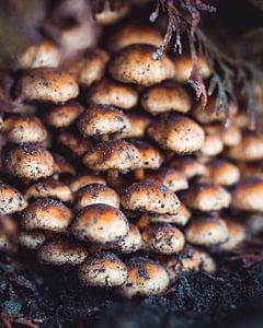 Paddestoelen laag bij grond van Pim Haring