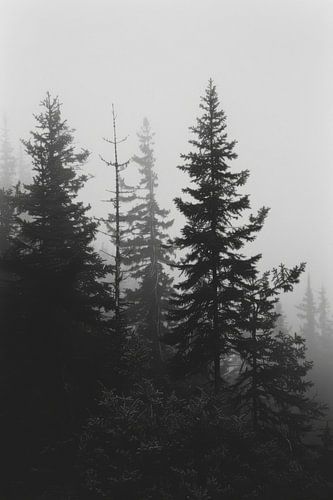 Mystiek bos in de mist