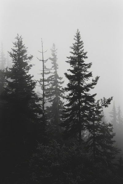 Mystical forest in the mist by Poster Art Shop