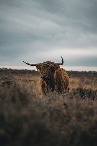 Scottish Highland cow
