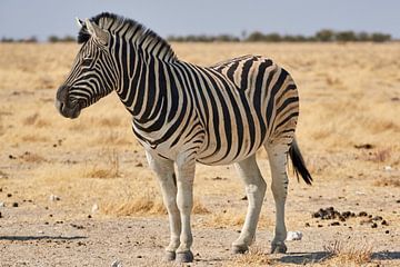 Steppe zebra in Namibië van Thomas Marx