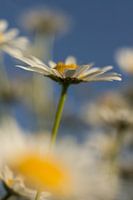 Marguerites