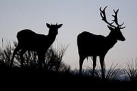 Damhert Silhouette