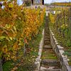 Weinberg bei Freyburg (Unstrut) von t.ART