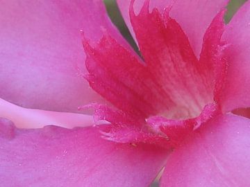 Roze bloem van Arjette